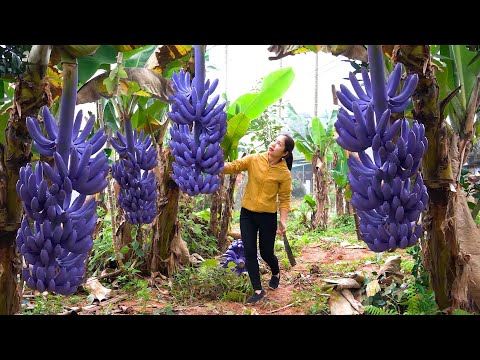 Harvesting 1000+ Dwarf Bananas To Sell At The Market,Weeding the garden | Tieu Ca - Free Bushcraft