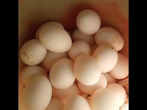 Collecting Chicken Eggs