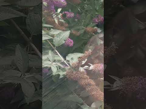 Butterfly #mindfulness #relax #Butterflies #cattv #mentalhealth #flowers #garden #outdoors