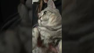 #catlover #kittty #kittey #cat #studywithmecat #cute #catstudymaterial #studywithcat #kitten #study