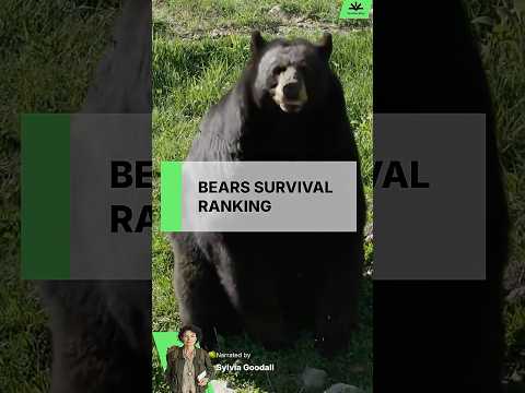 Which Bear Are You Most Likely To Survive? 🐻