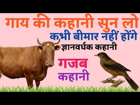 इस #गाय की कहानी सुन लेना कभी भी बीमार नहीं होंगे ज्ञानवर्धक कहानी | गजब कहानी #cowstory