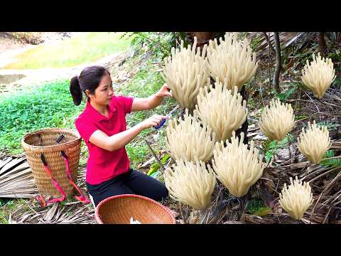 Harvesting 1000 + Coral Mushrooms In Forest To Sell At Market, Cook Delicious Dishes With Mushroom