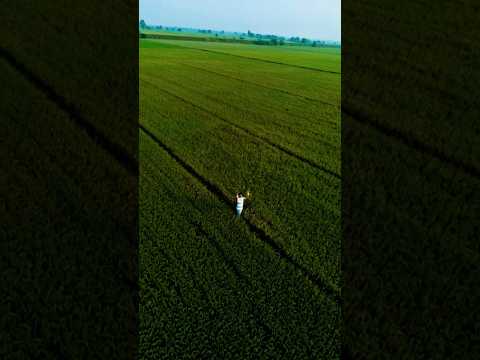 Dhan Ki kheti || Village Life #vlog #village #bihar