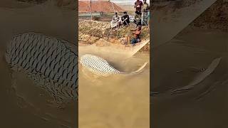 Catching Big Fish Using Traditional Techniques. #fish #bigfish