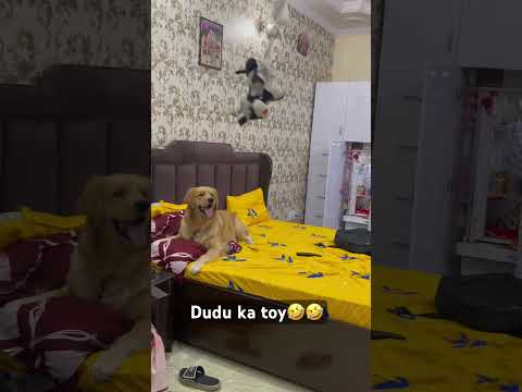 Dudu ka khilona🤣🤣#funny #dudu #goldenretriever #comedy #shorts #funnyshorts #dog #viral #love #fyp