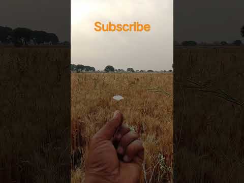 Flower #flowers song #jisoo #jisooshorts #shorts #viral #ytshort