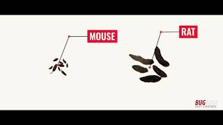 HOW TO IDENTIFY RODENT DROPPINGS - Bugfree Pest Control Sydney