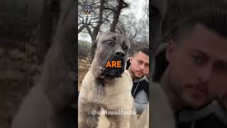 kangal Most Dangerous Dog Breed 🐕 #kangal #alabai #canecorso #doglover #puppy