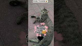 🖤Subscribe to Adopt me #cat #cats #catshorts #catvideos #shorts #cute #cuteanimals #funnyanimal #pet