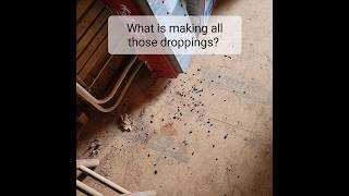 What is making this mess? Is that mouse poop 💩?