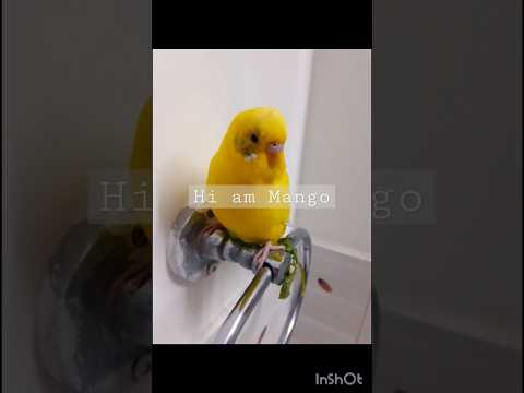 cute parrot mango #shortvideo #youtubeshorts #shorts