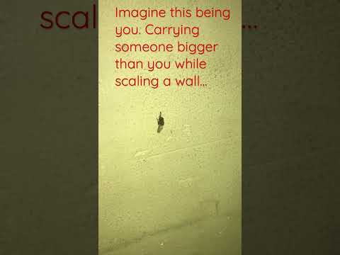 Ants really are strong...