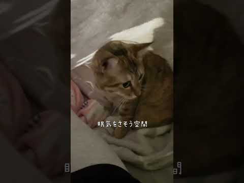 発掘調査 #猫 #ネコズ