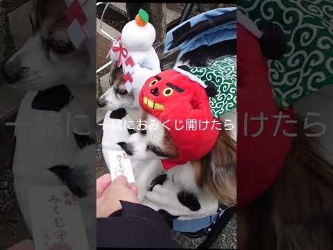 犬と一緒に初詣が楽しかった #初詣 #パピヨン #可愛い犬