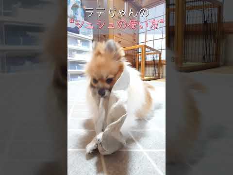 #106 ポメラニアンとシュシュ【ポメラニアン(ショート動画)】 #ポメラニアン