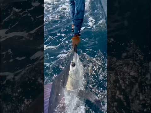 Sight casting striped marlin in Cabo San Lucas! 🤩🤩🤩 #fishing #marlin