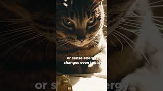 Can Cats Sense Spirits or Energy? Ancient Beliefs Explained