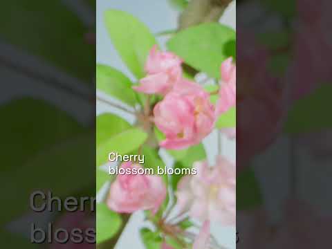 Artly Robot Coffee - Sakura 4k