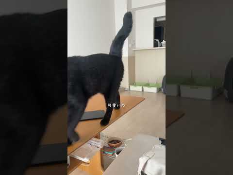 おでかけキャンセル界隈(?) #猫 #cat