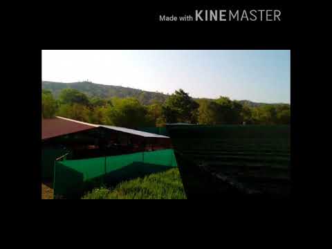 Desi Cow Farm - Dasgoras Dairy