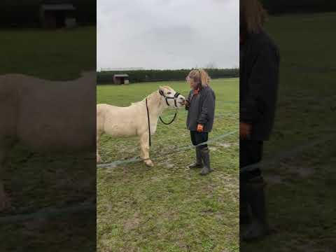 #shorts Boundaries with a rescue pony