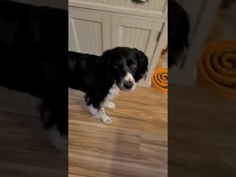 Meet Wyatt