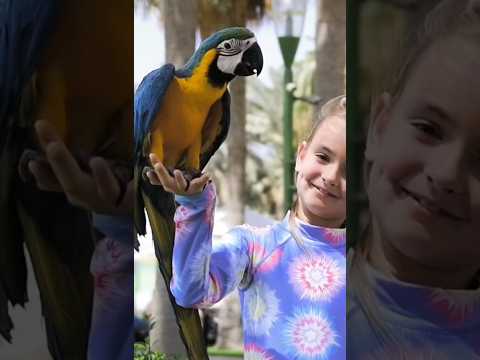 Funny Facts About Parrots! 🦜 #shorts