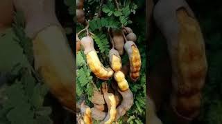 funny_chicken #husbandwifecomedy #tamil #funny #watsapp status#trendy music ai shorts