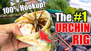 The #1 Urchin Bait Rig for 100% Hook-up Ratio with ALL Hook Types!
