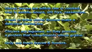 White Dutch Clover Trifolium repens ~ LuminEarth's How to Identify Wild Edible & Medicinal Plants