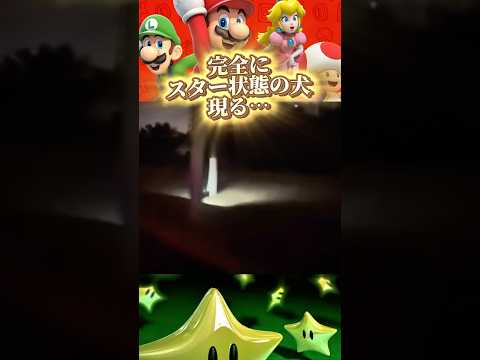 【無敵の犬！！】#無敵 #star #マリオ #shorts #game #スーパーマリオ #supermario