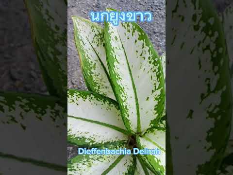 ต้นนกยูงขาว2566