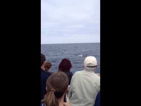 Pacific Nature Tours