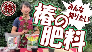 失敗しない椿の肥料！ 育て方の重要なポイント「肥料」を解説！！