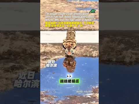 Tiger Drinking Water萌萌哒！一博主在哈尔滨东北虎林园拍到一只老虎眯着眼睛喝水，十分惬意！网友：这老虎怎么“人里人气”的？#东北虎 #老虎 #大猫