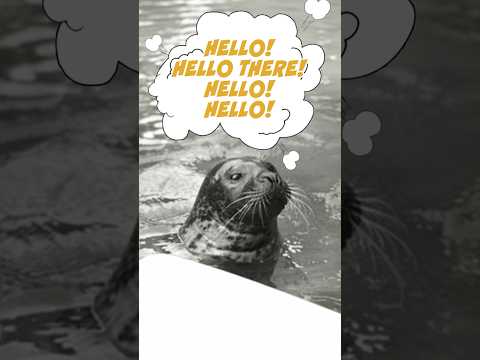 The Amazing True Story of Hoover the Talking Seal! #animals #funfacts #history