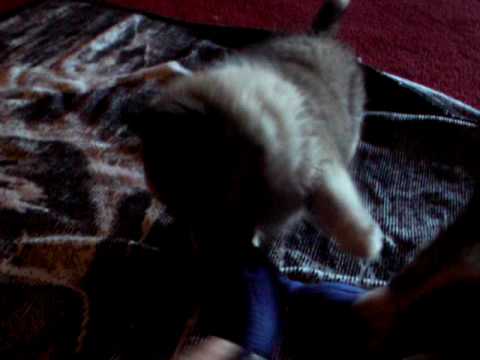 Shydann pup 2009