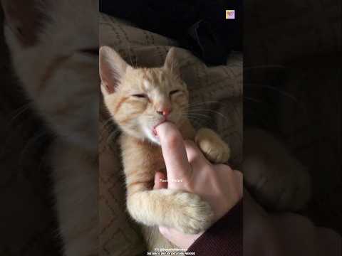 Why Does Your Cat Suck on Your Hand? 🐱🤔 #facts#short #facts