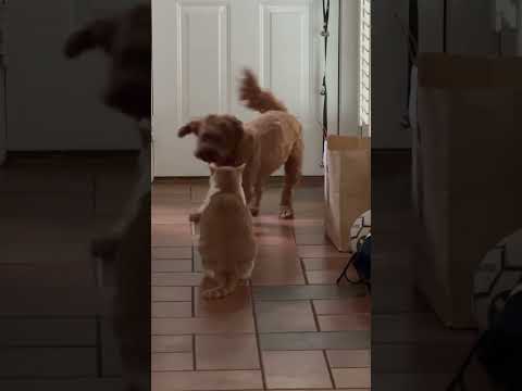 40 Seconds of Pure Feline Dominance #shorts #cat #dog