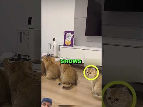the kitty is sad 😿😿😿 #sad #kitty #sadkitty #shortvideo #shot #shorts