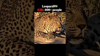 Big Cats Kills, in different countries☠️ #animals #scarface #wildlife