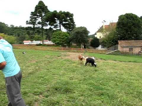 Casa da Ovelha, Bento Gonçalves - RS, Brazil