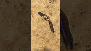 Warning: This squirrel might just melt your heart 🐿️🫶🏻 #cutesquirrels #squirrelstory #GEU_Diaries 🐿️