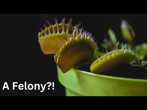 Are Venus Fly Trap Illegal?! 🌱
