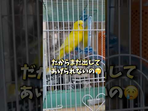 冬なんて嫌いだ！ #セキセインコ #小夏  #冬は嫌い