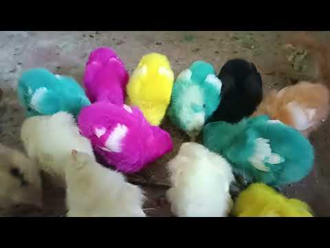 chick's colour full chicks baby 🐥🐥🐥🐥#birds #chicken