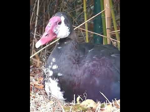 spur-winged goose top speed animal in the world #short #Spur-wingedGoose #AfricanGoose