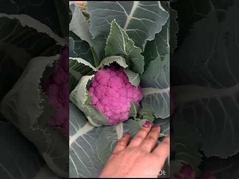 so cute green cauliflower and short video