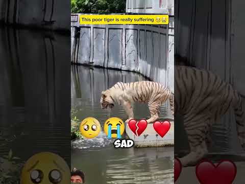 tiger and boy 😮🥺😮 #tiger #boy #sad #shortvideo #shots #shorts
